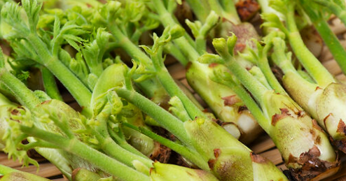 두릅-5월-제철식재료