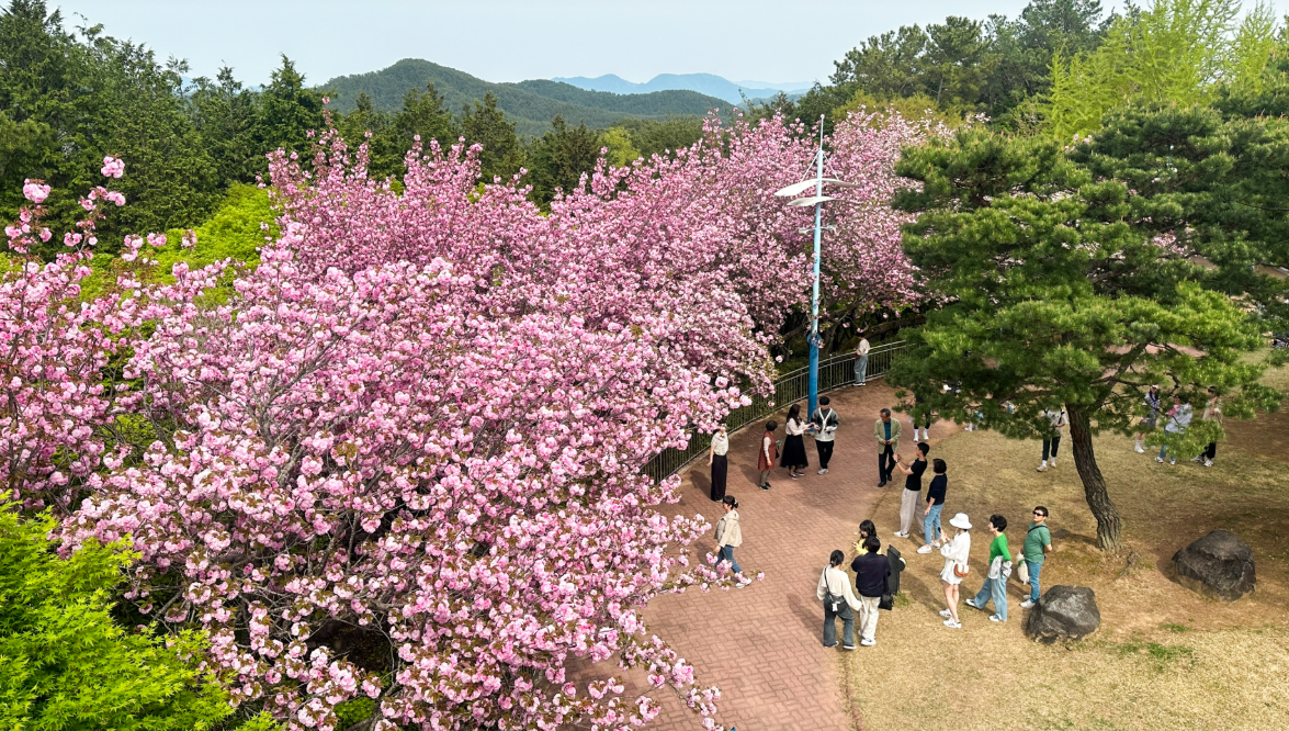 진주 진양호 호반전망대 겹벚꽃