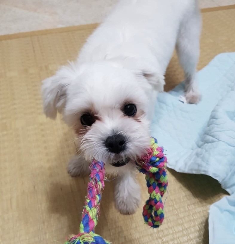 터그 놀이하는 강아지