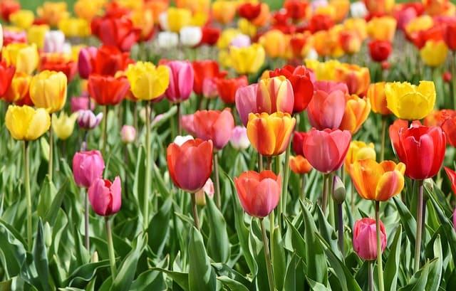 전남 축제