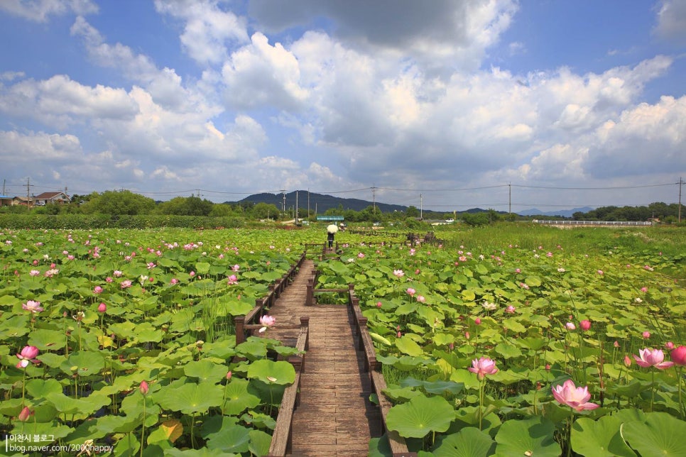 성호호수 연꽃단지