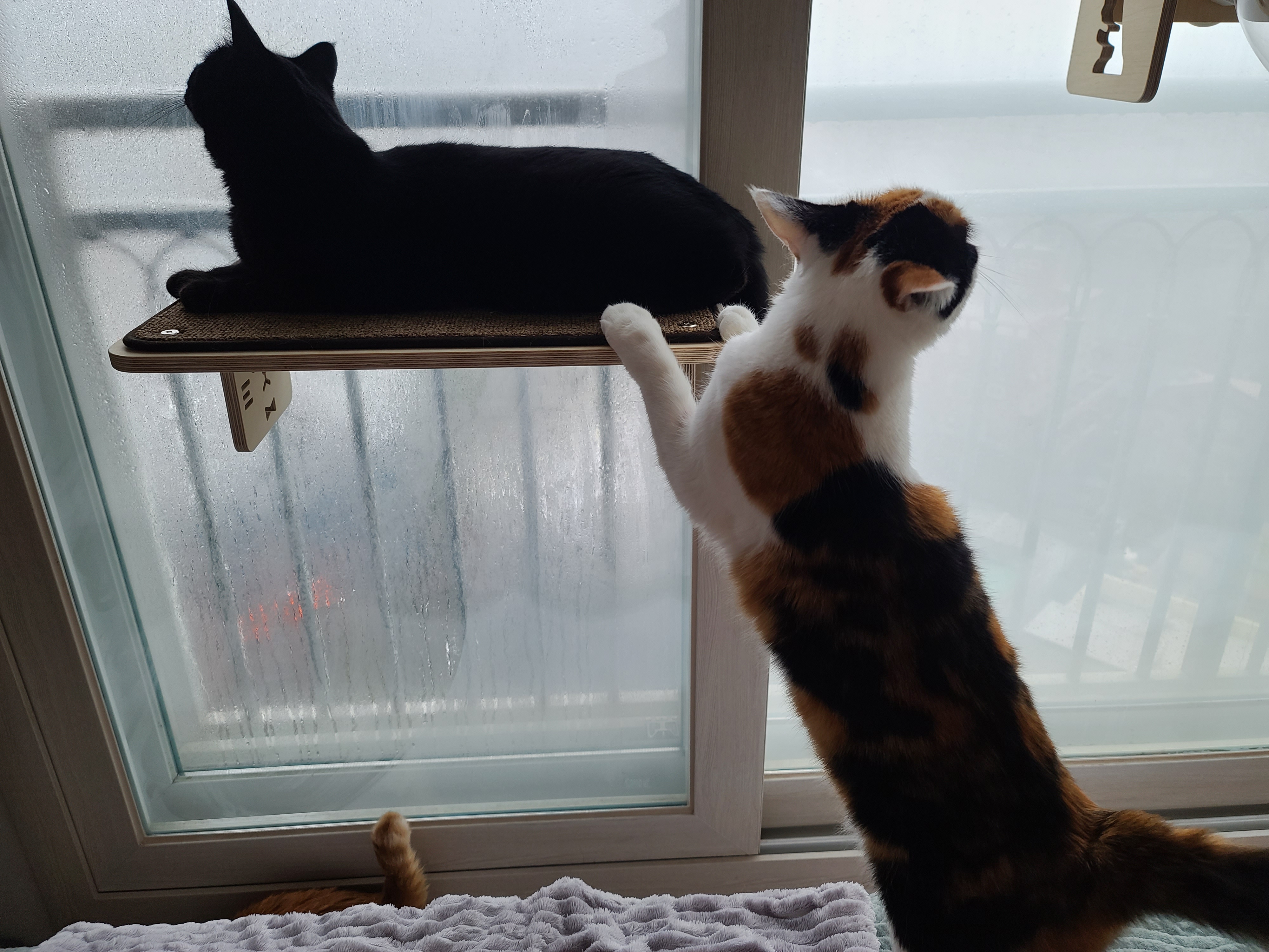 역시 니가 첫번째일줄 알았어 요미야 ㅋ(feat.캣볼 뷰 맛집_젤리,창밖)