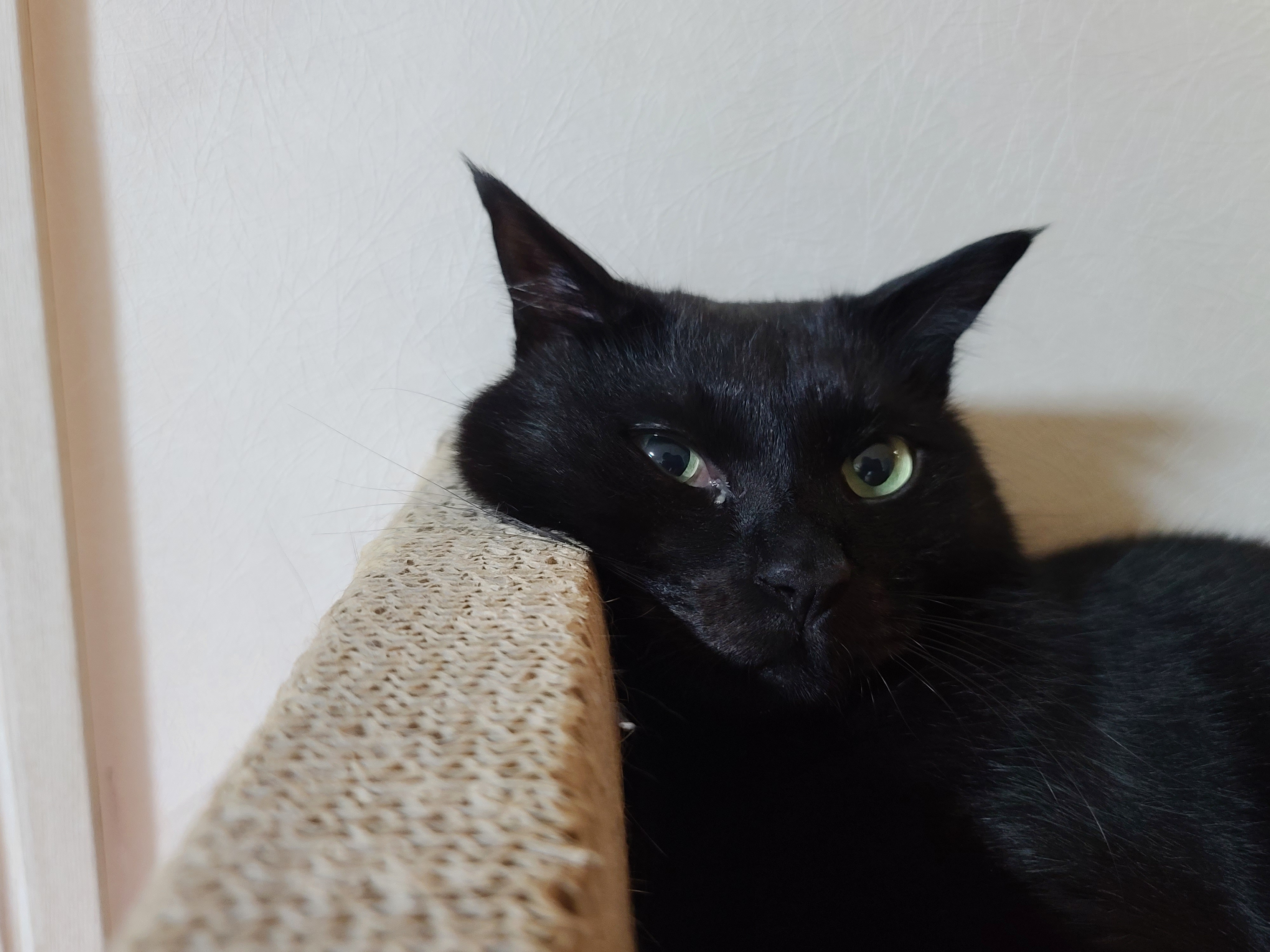 고양이들이 너무 좋아하는 침대형스크래쳐.(feat.엄마 손이랑 놀아주는 건이)