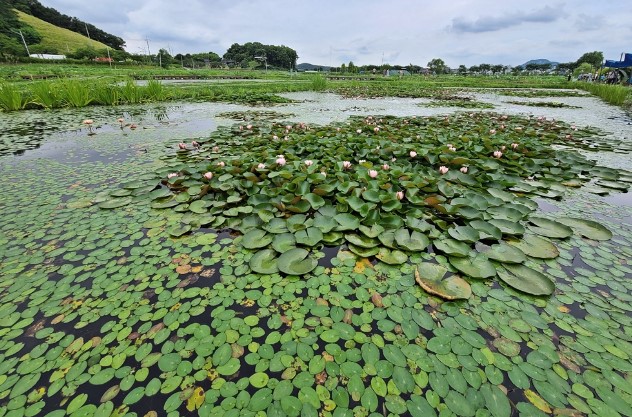 연꽃테마파크