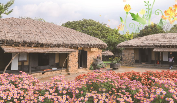 제주민속촌 국화축제