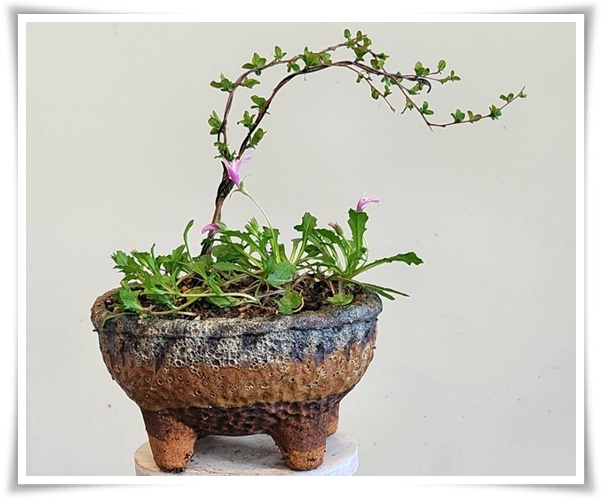 "설유화" 눈꽃보다 아름다운 꽃, 봄을 깨우는 순백의 기적!