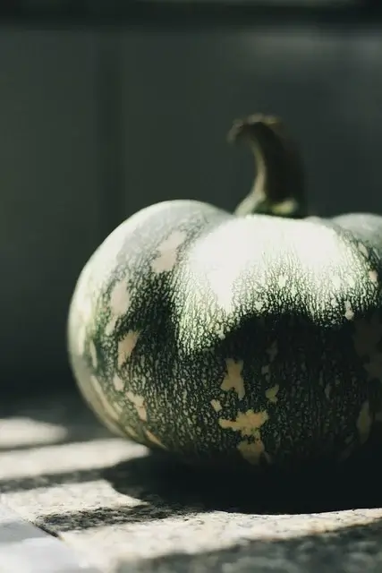 박 수확시기