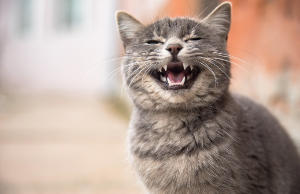 꾸깃꾸깃해 보이는 고양이