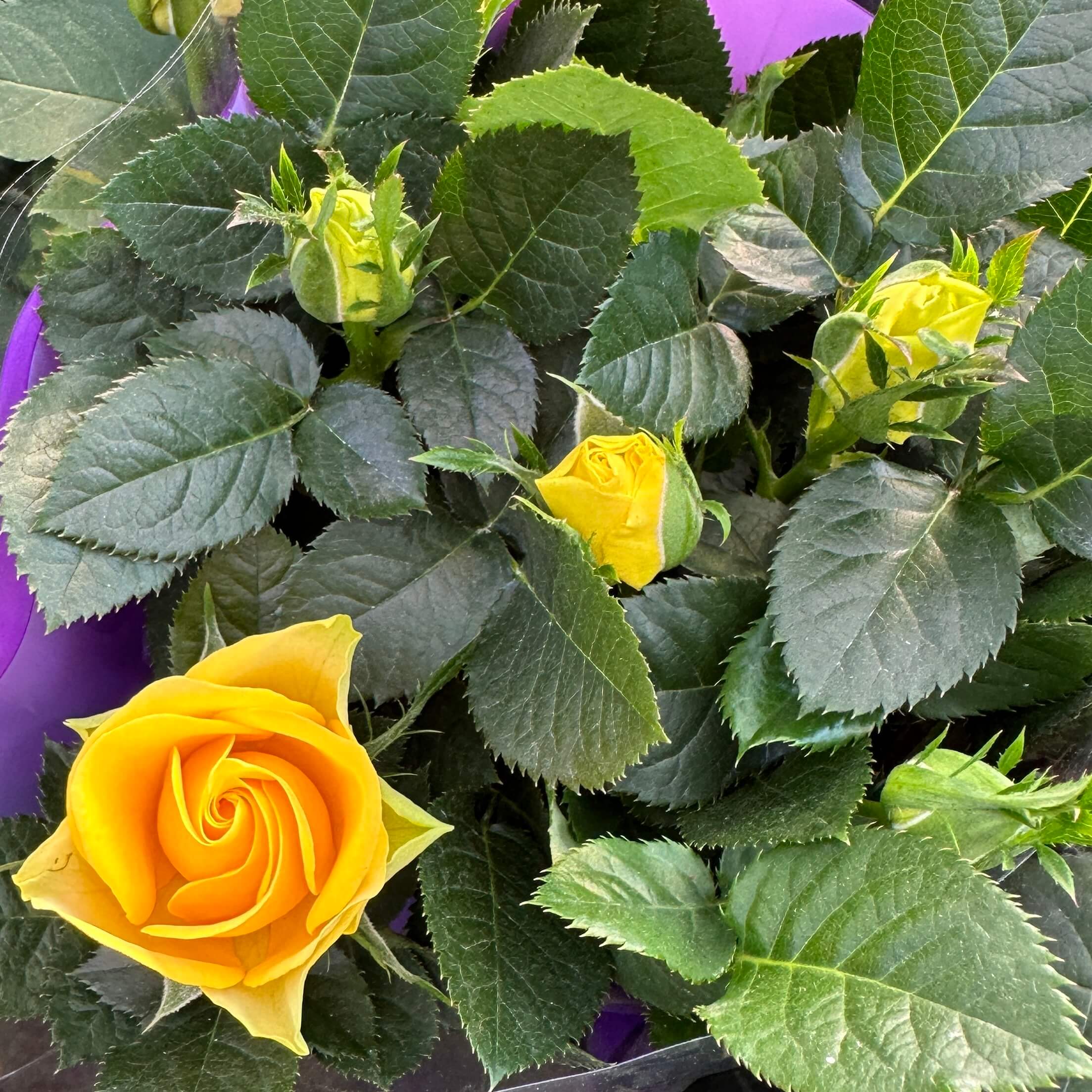 장미꽃 묘목 모종 키우는 방법