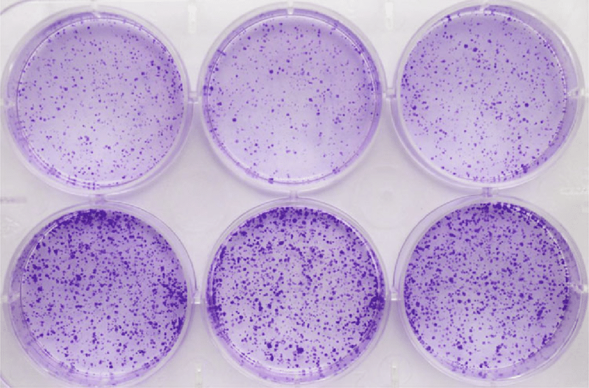 클로노제닉 어세이