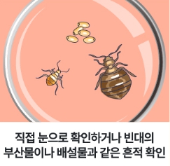 빈대 퇴치법