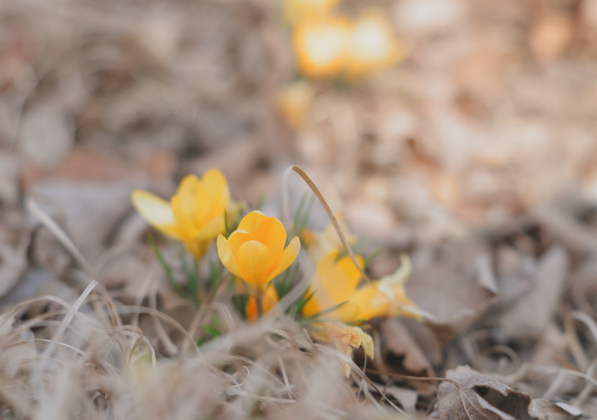 일원수목원 모습