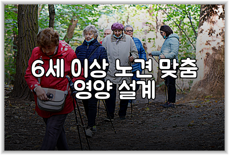 6세 이상 노견 맞춤 영양 설계