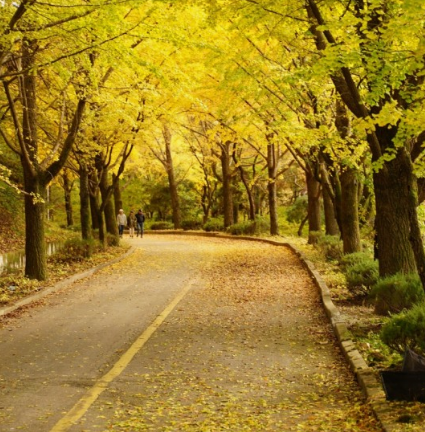 2024 에버랜드 은행나무숲산책 신청