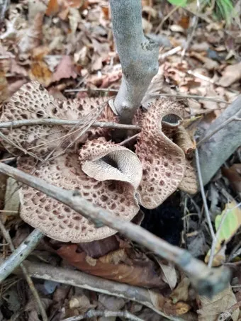 능이버섯 채취시기 산행 정보를 정리_15