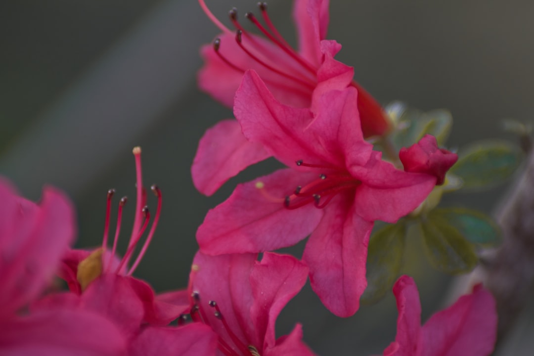 Azalea
