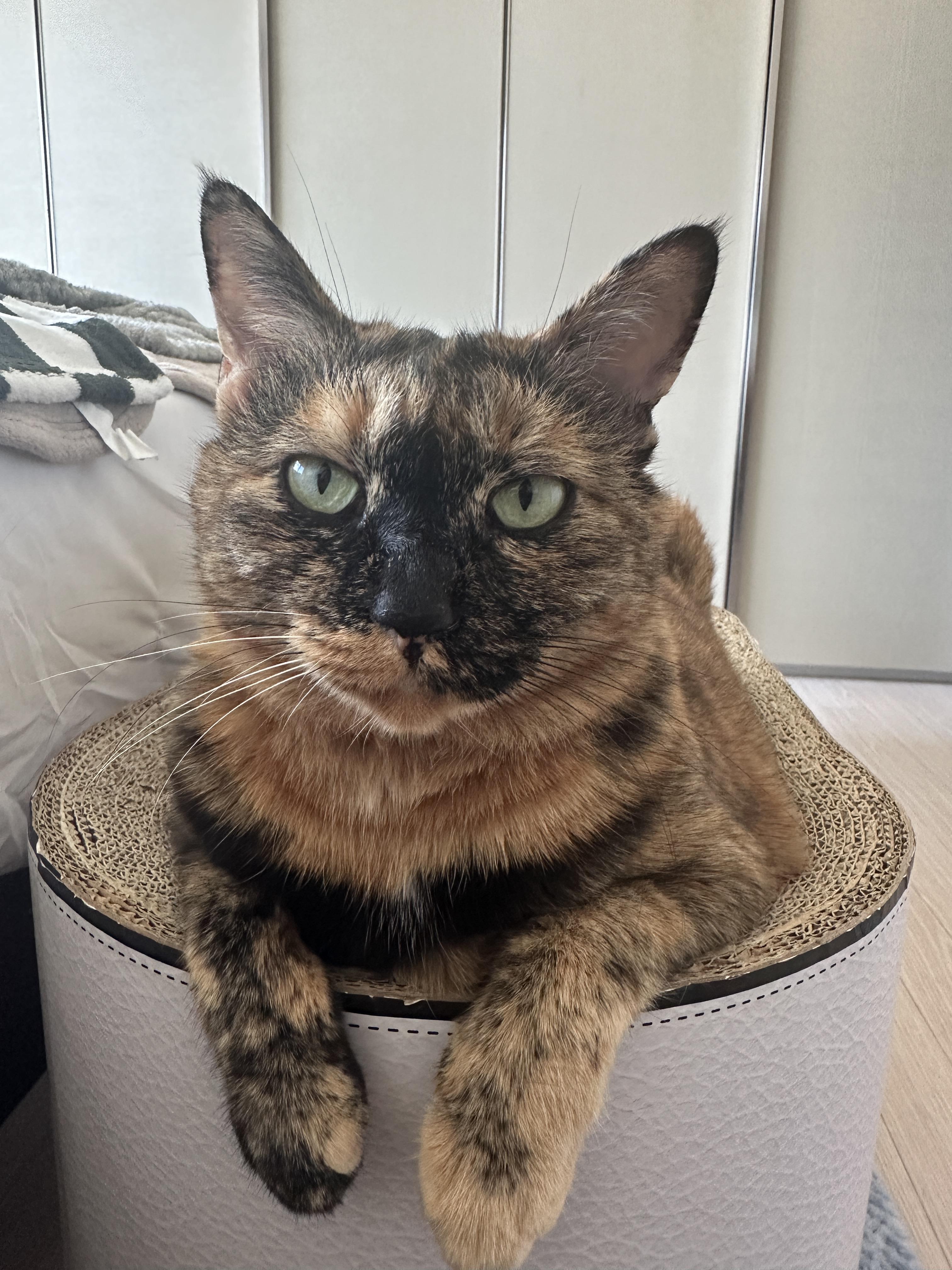 엄마랑_아이컨택하는_수다냥이_카오스_사랑이_2