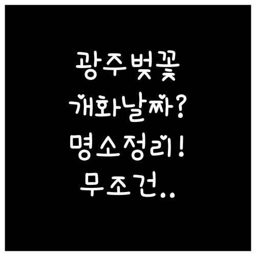 광주 벚꽃 구경하기 좋은 곳 및 개화..