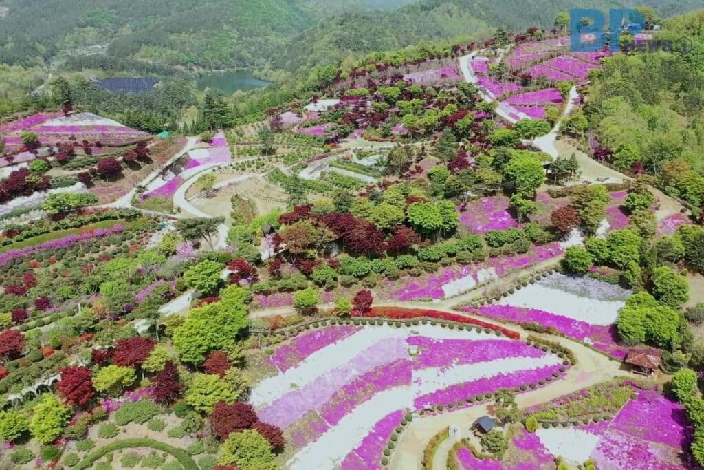 진안-원연장-꽃잔디-마을