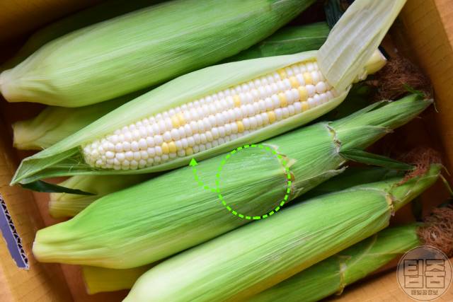 맛있는 옥수수 고르는법 껍질