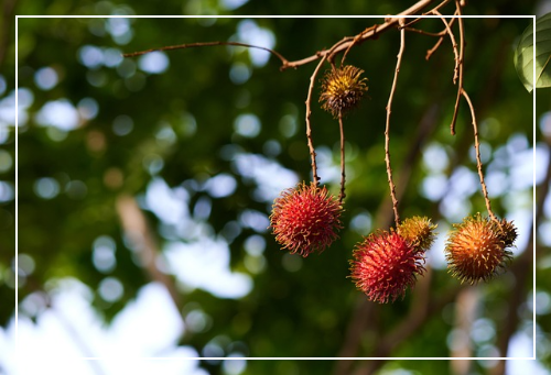 람부탄 건강하게 즐기는 팁