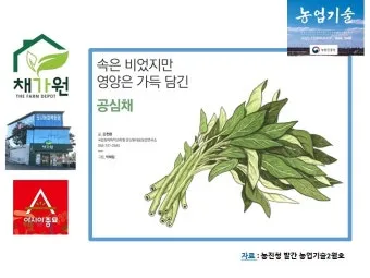 공심채 요리법과 영양 성분 및 건강 요리 팁 안내_27
