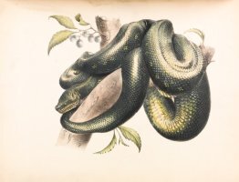 삼재띠, 대박띠