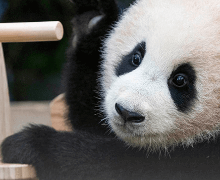 에버랜드-자유이용권-할인