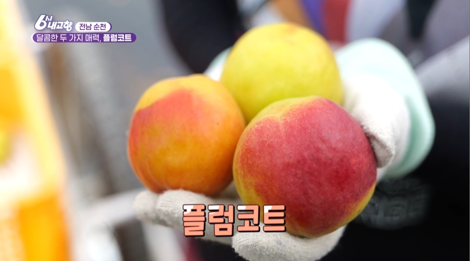 6시내고향 순천 플럼코트 썸네일