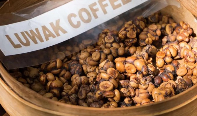 [커피비교] 세계에서 가장 비싼 커피 - 코피 루왁