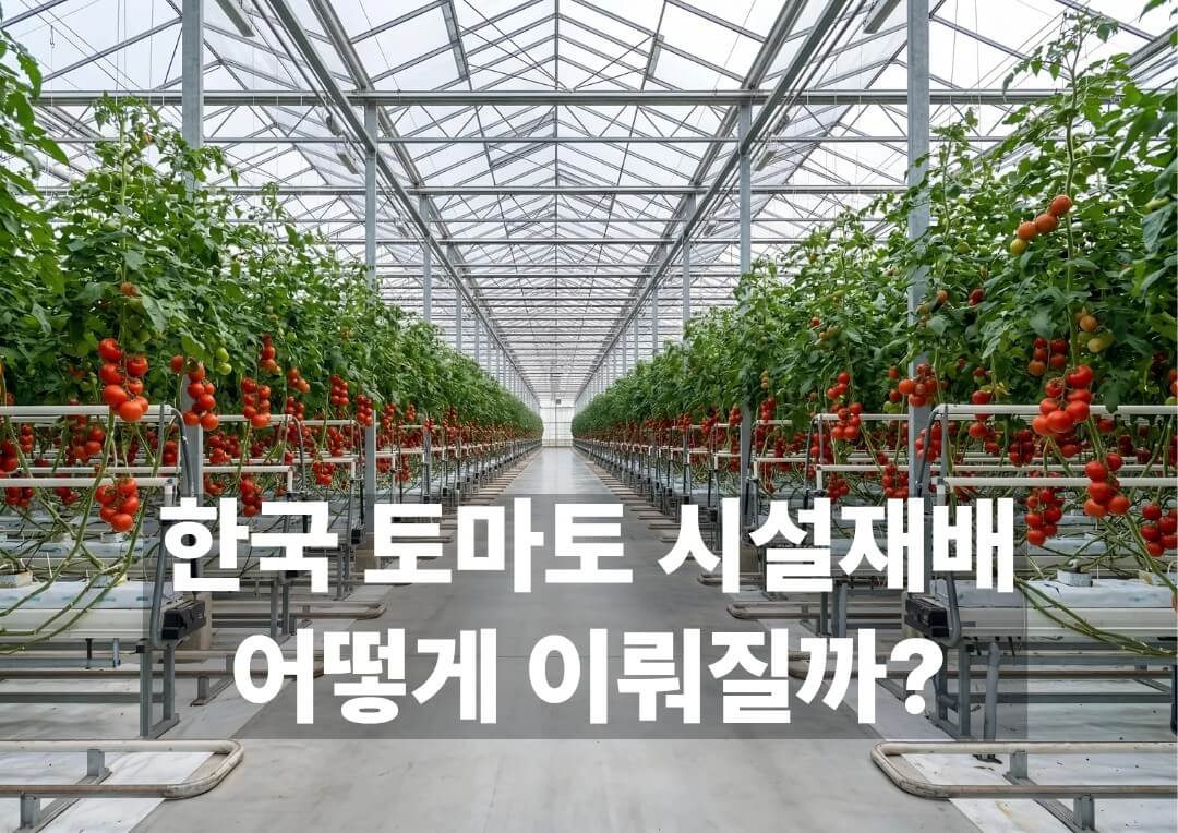 온실 안에서 줄지어 재배되는 한국 토마토 시설재배 이미지