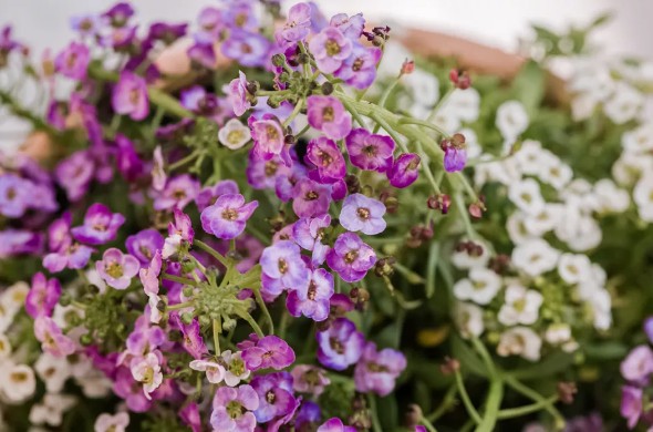 [식물키우기] 알리숨(해변냉이) 키우기 관리법 - 물주기, 햇빛, 온도, 습도, 흙(토양), 비료