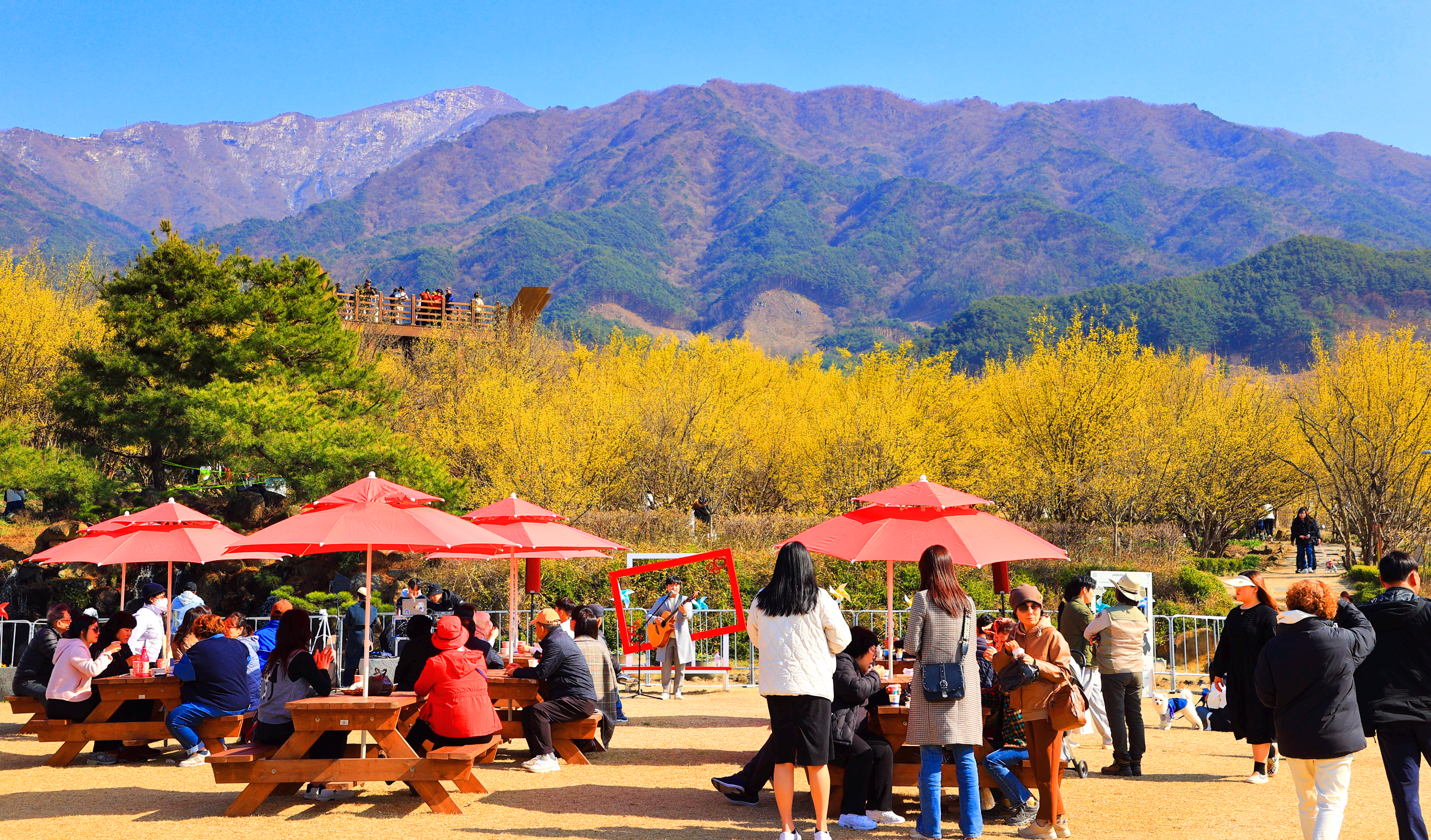 구례산수유축제