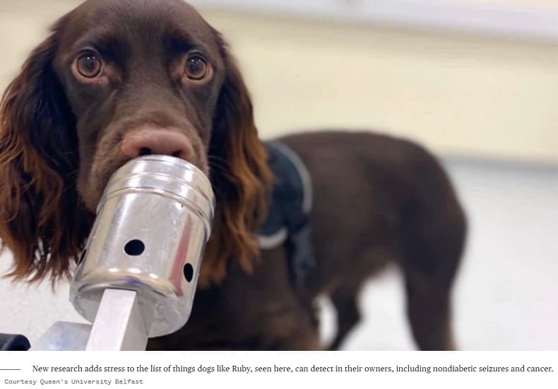 강아지도 느낄 수 있는 인간의 심리적 스트레스 Study Finds That Dogs Can Detect When We&rsquo;re Stressed Out