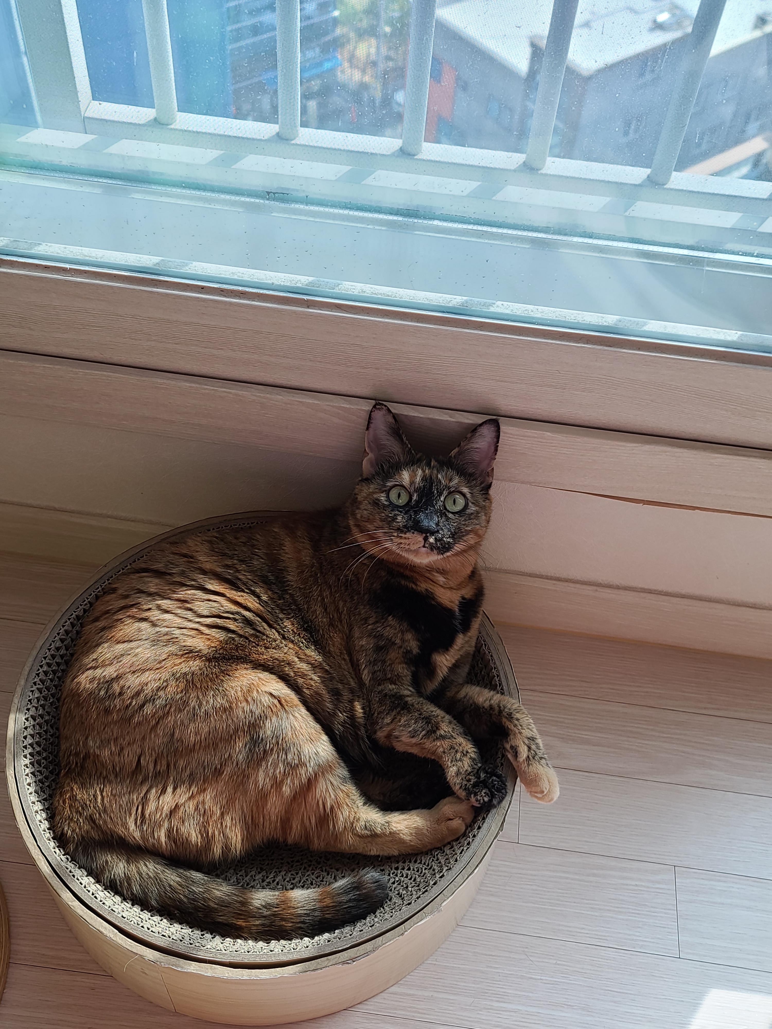 발라당 고양이들