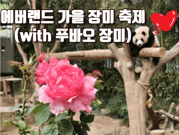 에버랜드-가을장미축제-푸바오장미-바비큐축제-자유이용권할인