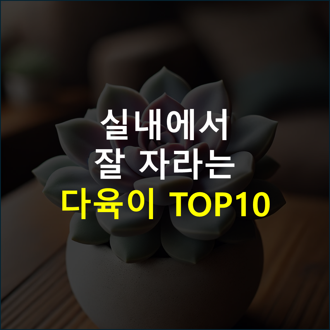 실내에서 키우기 좋은 다육이 추천 10가지