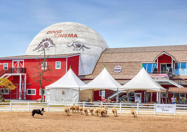 2025 증평인삼골축제&amp;#44;인삼 체험 축제