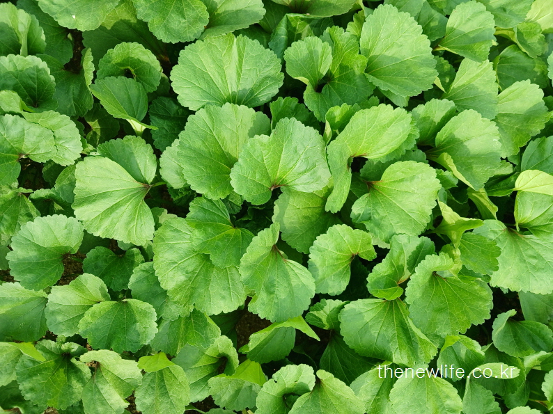 Top view of tightly packed green mallow leaves in bright sunlight-햇빛을 받고 촘촘히 자란 아욱 잎을 위에서 바라본 사진