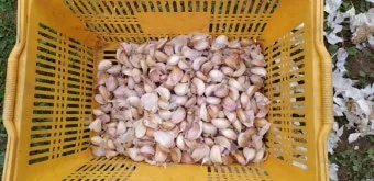 마늘 심는 시기 품종선택 비닐멀칭 웃거름 녹병 예방법_19