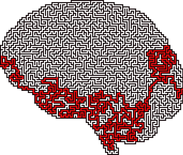 뇌의 생리학적 스트레스 반응: 호르몬과 신경 회로의 상호작용