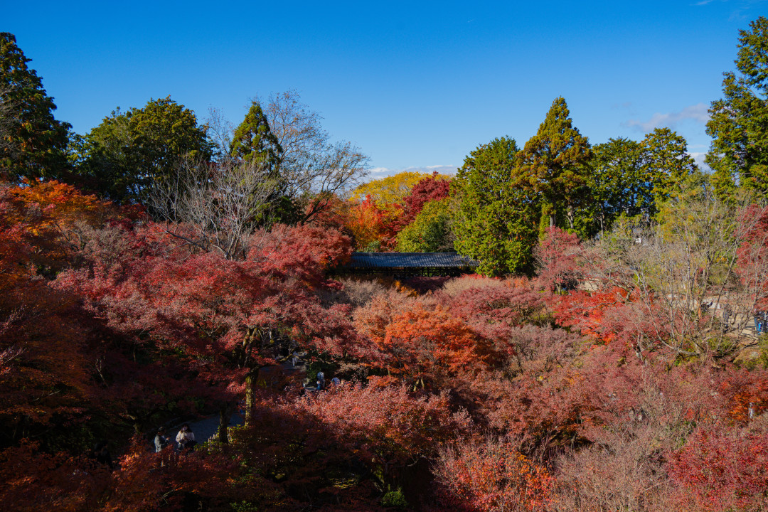 교토 도후쿠지 탐방로