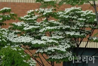 층층나무 수액 효능 꽃 열매 채취시기_7