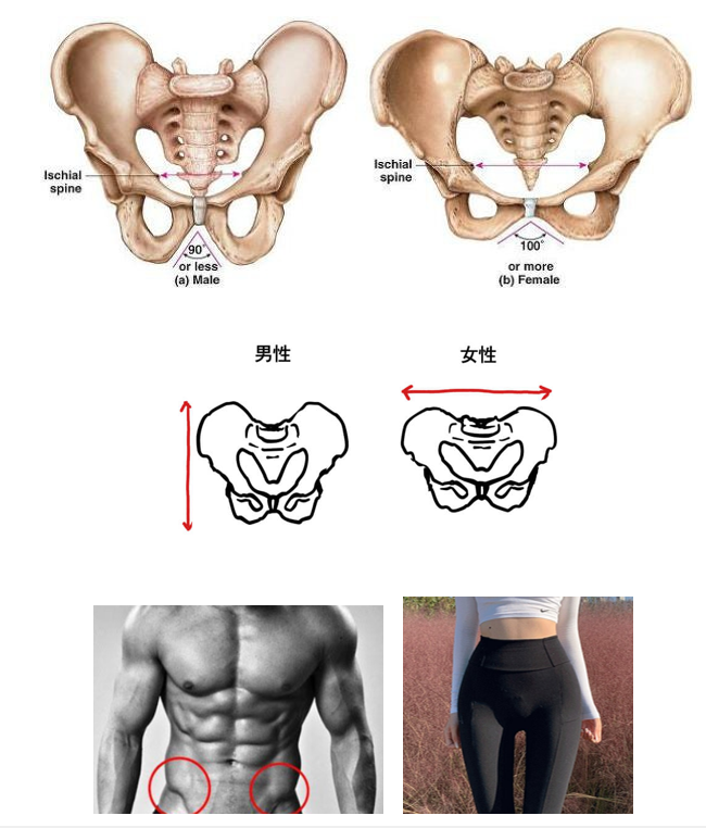 남녀의 골반의 차이
