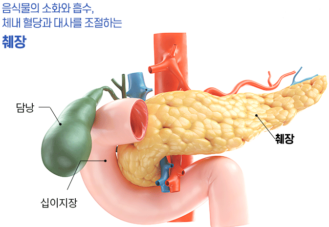 췌장의 역할 설명