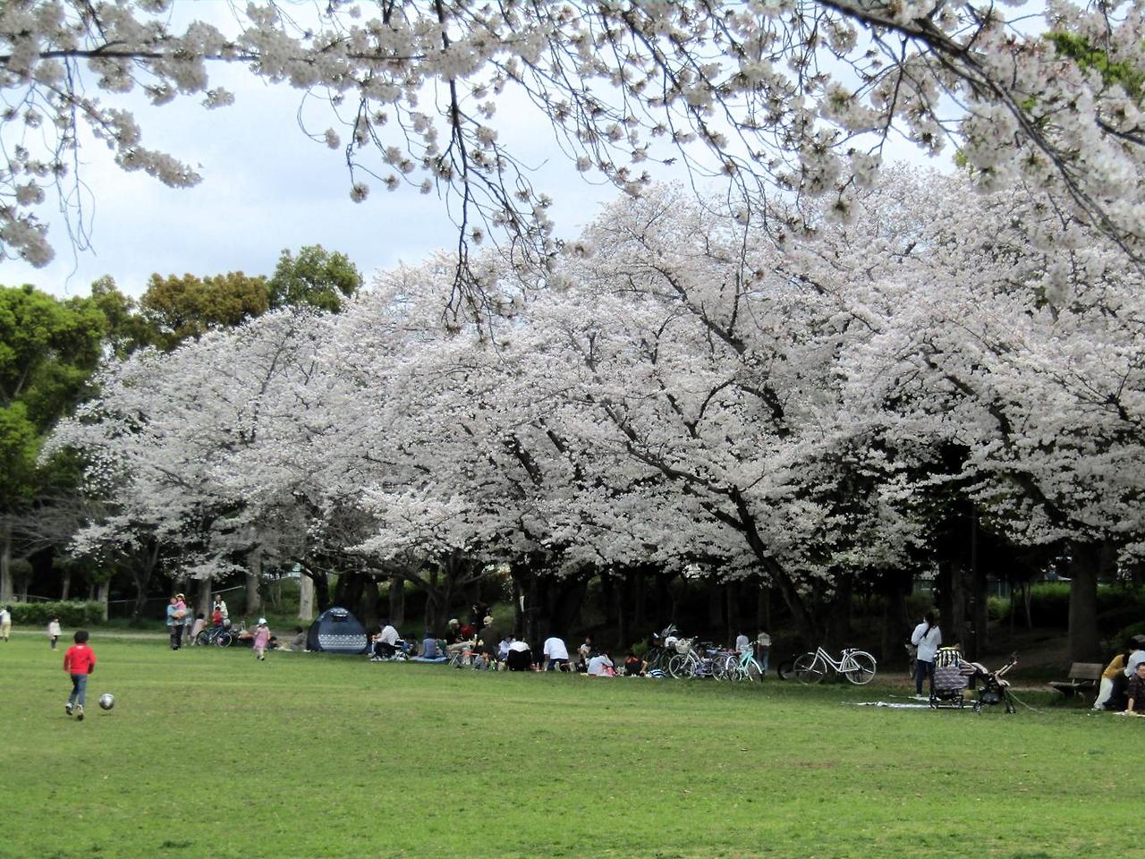 벚꽃 만개 시기, 여행 코스 확인하러 가기