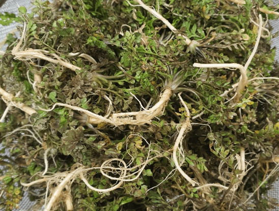 3월 제철음식 쭈꾸미 도다리 봄동 달래 냉이 방풍나물 미나리 가리비 참나물