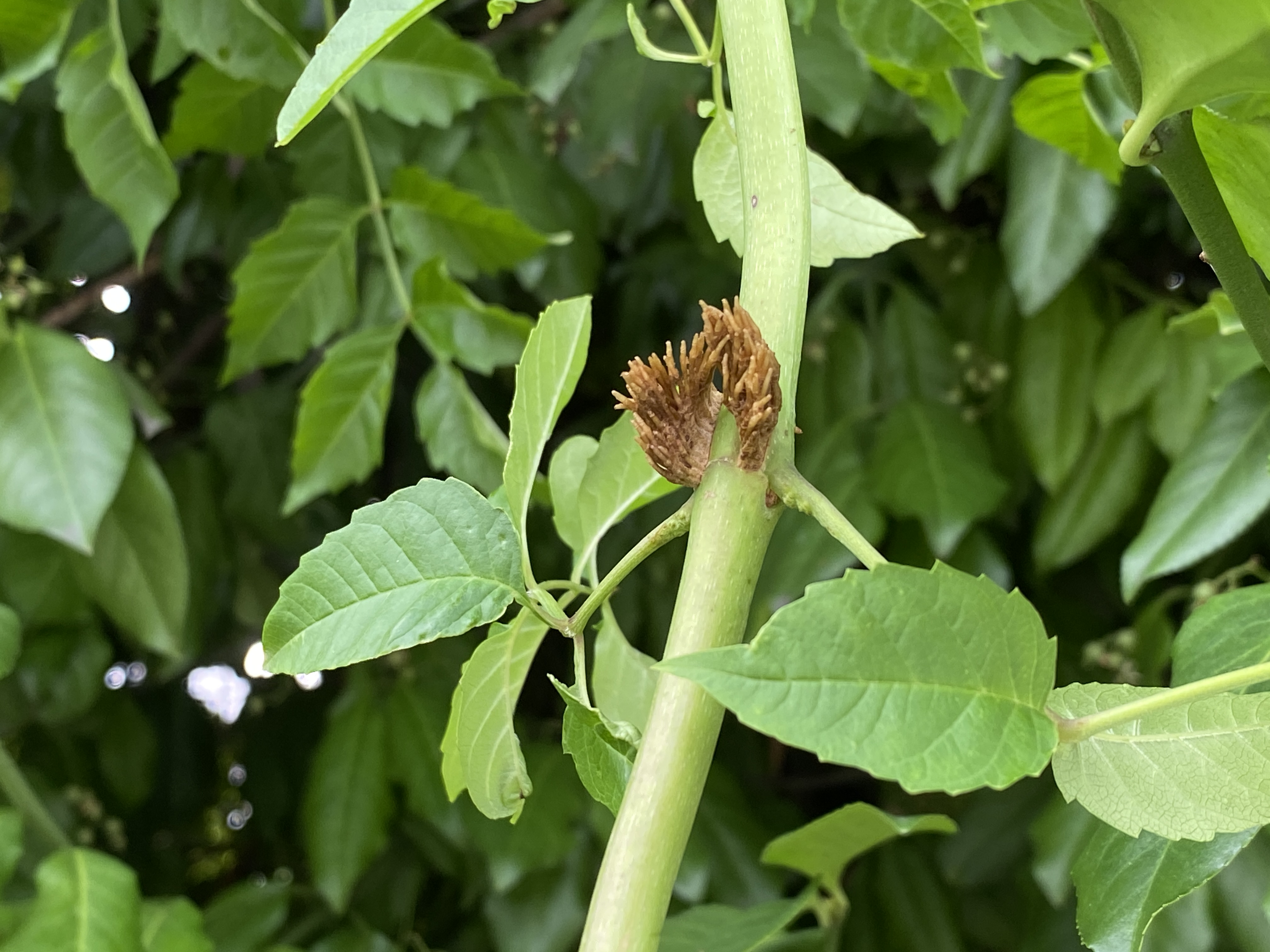 능소화 공기뿌리1