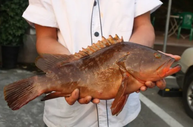 붉바리 시세 회 가격 낚시 채비 제철 구이 요리 다금바리 총정리1