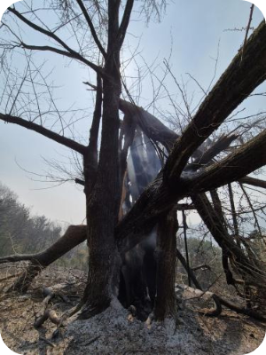 경남 하동 산불 재해 이미지